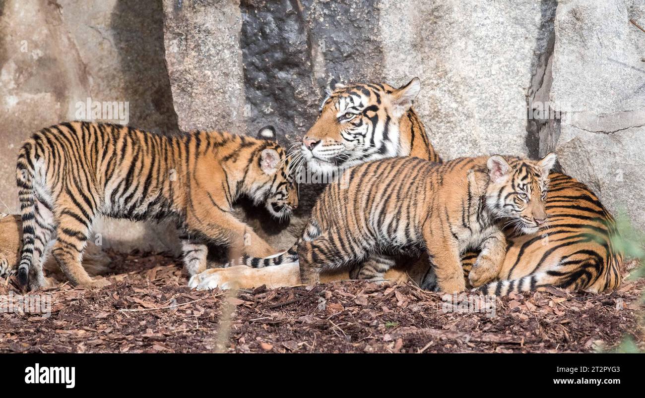 Bild Motiv: Sumatra Tiger Mayang Luise und LotteZoologischer Garten Archivfoto Berlin/19.10.23 Sumatra-Tiger Luise und Lotte ziehen vom Tierpark in den Zoo Berlin die zwei Großkatzen sind in Berlin keine Unbekannten: Sumatra-Tiger Luise und Lotte kam am 1. September 2022 im Tierpark Berlin zur Welt und haben nun, auf Empfehlung des EEP ein neues Zuhause im Zoo Berlin gefunden. Ihre Geburt war ein besonderes Ereignis, denn Sumatra-Tiger werden von der Weltnaturschutzunion IUCN als akut vom Aussterben bedroht eingestuft. Laute aktuelle Schätzungen sind weltweit aktuell nur noch 400-600 diese Stockfoto