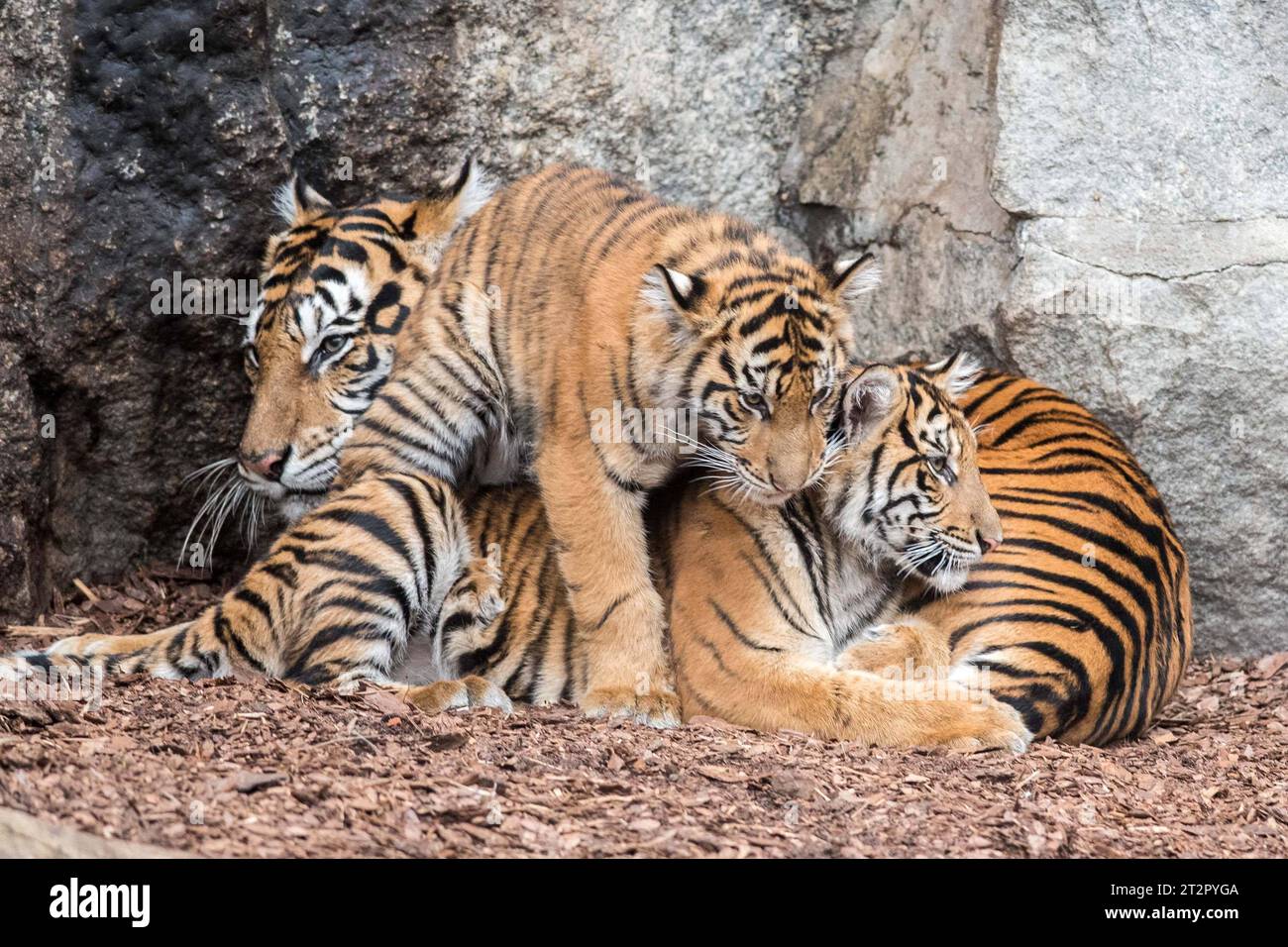 Bild Motiv: Sumatra Tiger Mayang Luise und LotteZoologischer Garten Archivfoto Berlin/19.10.23 Sumatra-Tiger Luise und Lotte ziehen vom Tierpark in den Zoo Berlin die zwei Großkatzen sind in Berlin keine Unbekannten: Sumatra-Tiger Luise und Lotte kam am 1. September 2022 im Tierpark Berlin zur Welt und haben nun, auf Empfehlung des EEP ein neues Zuhause im Zoo Berlin gefunden. Ihre Geburt war ein besonderes Ereignis, denn Sumatra-Tiger werden von der Weltnaturschutzunion IUCN als akut vom Aussterben bedroht eingestuft. Laute aktuelle Schätzungen sind weltweit aktuell nur noch 400-600 diese Stockfoto