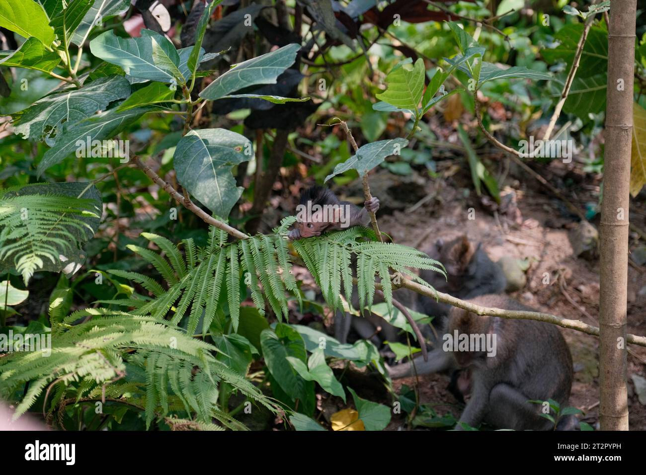 Erleben Sie die entzückende Unschuld der Natur, während sich ein Baby-Affe im Affenwald von Ubud an die Blätter von Bäumen klammert. Mit breiten Augen und einem winzigen Griff Stockfoto