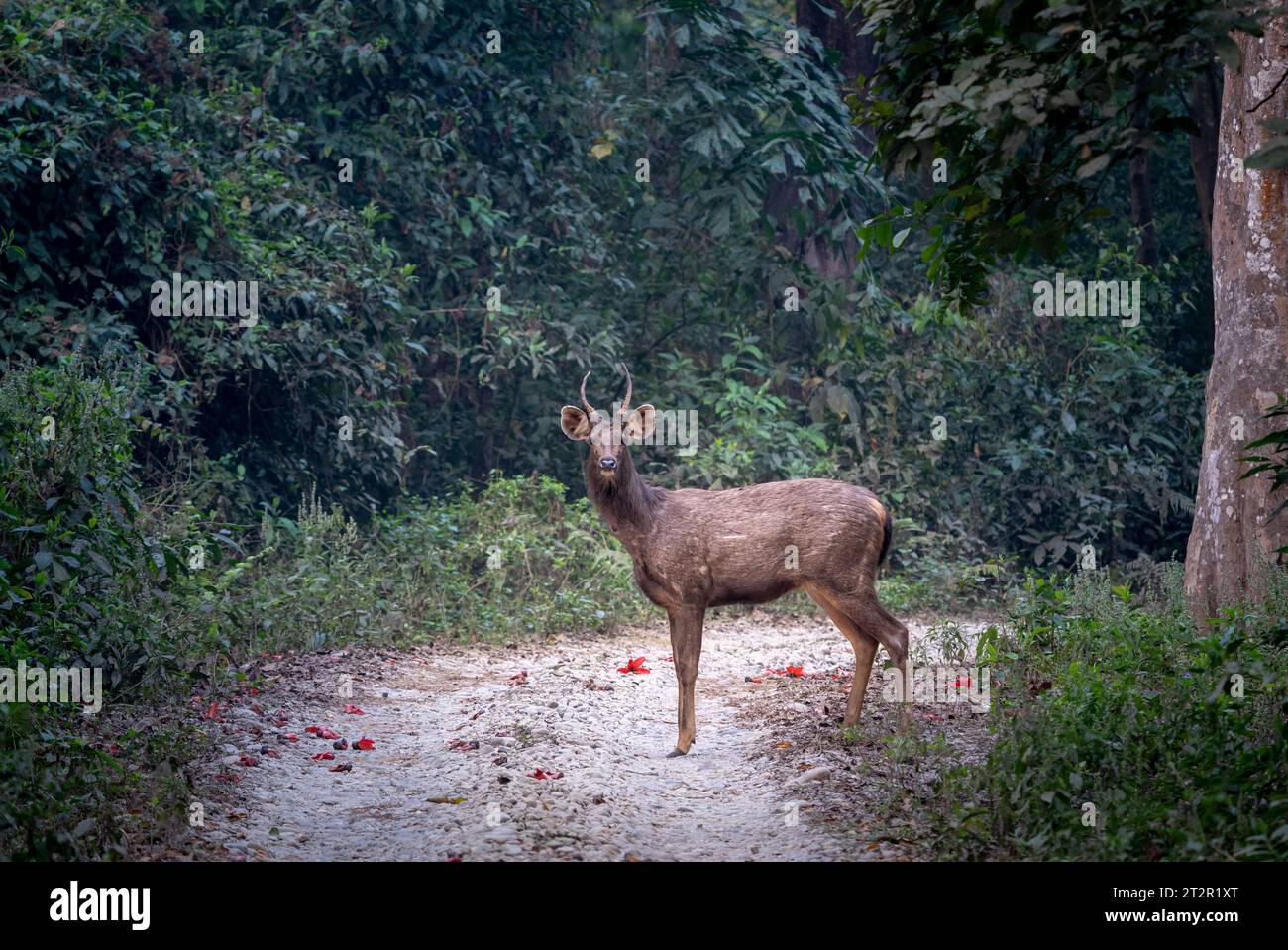 Ein Sambar-Hirsch im Chitwan-Nationalpark in Nepal. Stockfoto