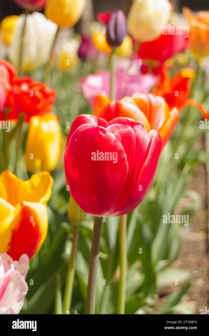 Tulpenbeet Stockfoto