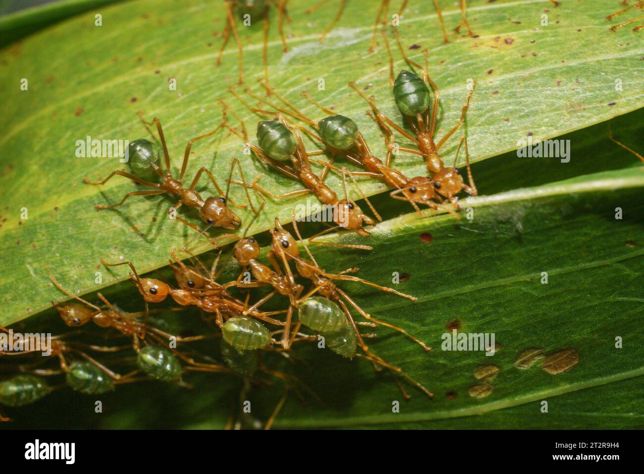 Klein, aber stark: Grüne Ameisen (Oecophylla smaragdina) bauen ein Nest, indem sie Blätter zusammenziehen, Northern Territory, Australien Stockfoto