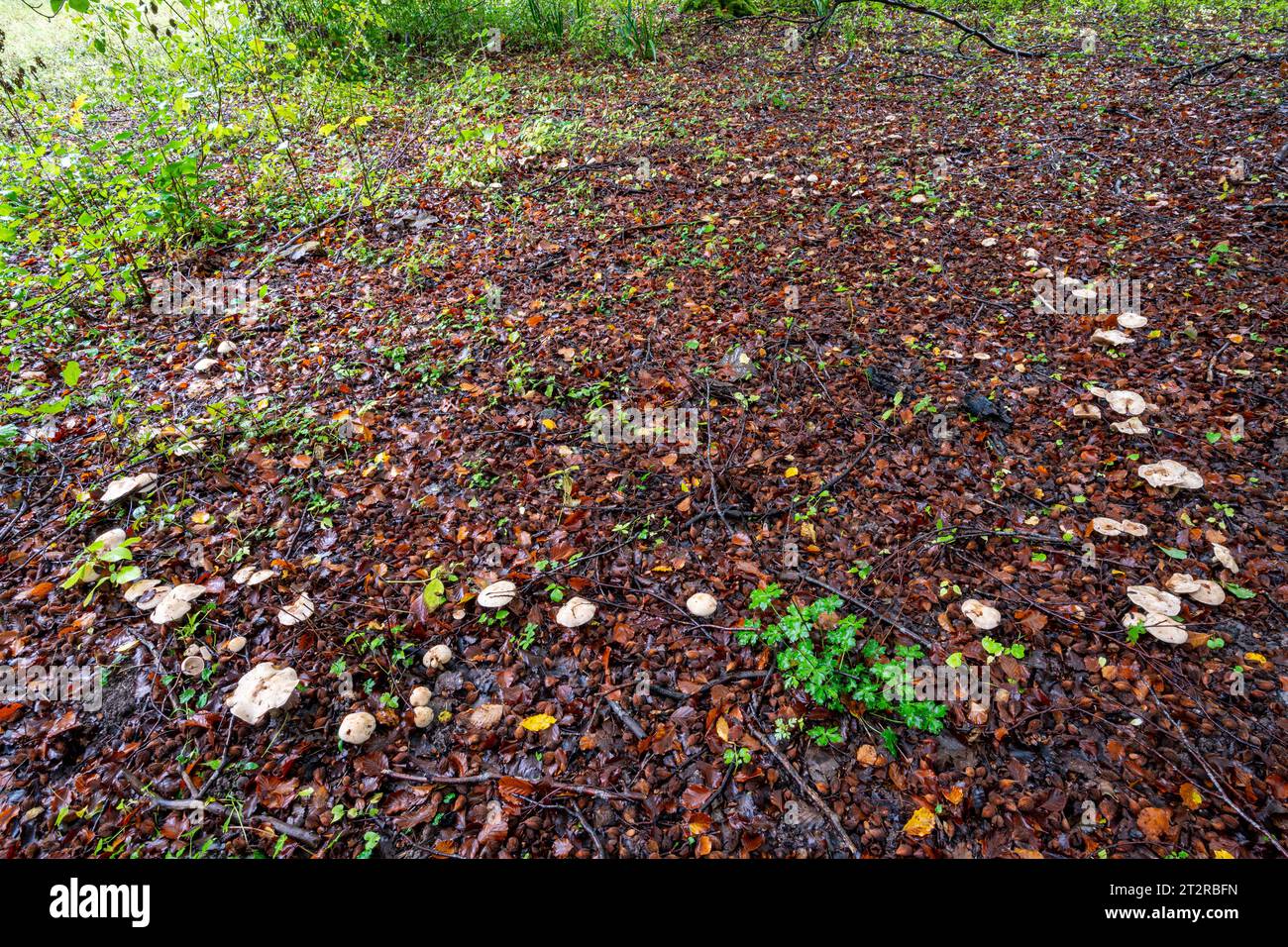Ein Feenring im Wald im Oktober oder Herbst, Giftpilze toadstockt Pilze (Heboloma crustuliniforme), die im Kreis wachsen Stockfoto