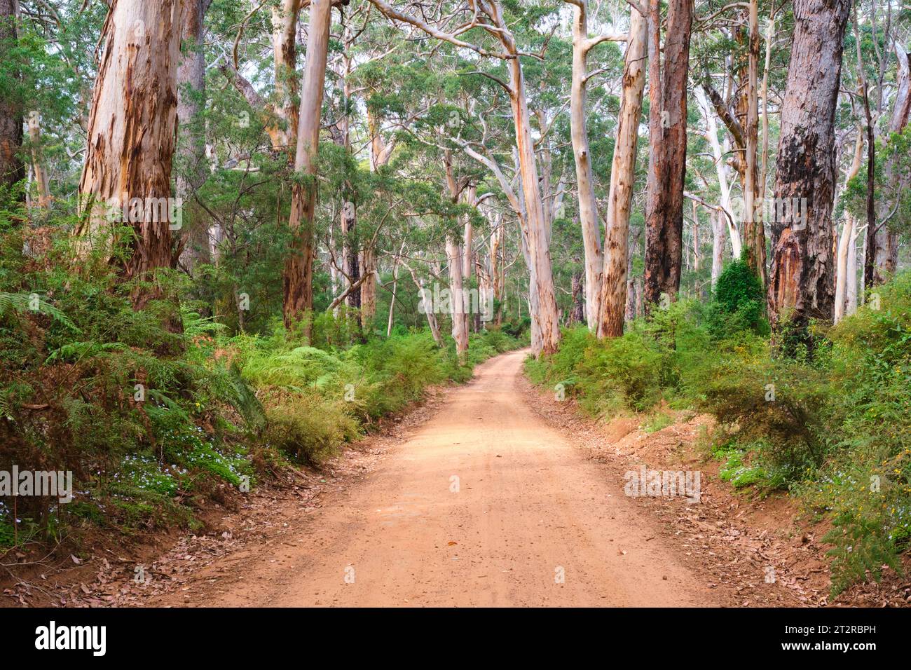 Eine Schotterstraße durch Karri-Wald mit einigen marri-Bäumen und einem grünen Laubuntergeschoss in der Nähe von Augusta im Südwesten von Western Australia. Stockfoto