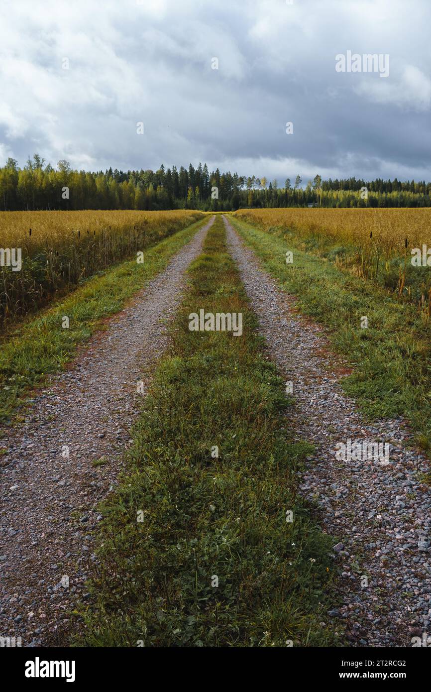 Eine leere Feldstraße führt durch das Feld in der finnischen Landschaft. Stockfoto