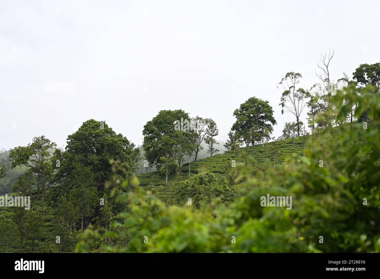 Eine wunderschöne Berglandschaft von Gudallur, Tamil nadu Stockfoto