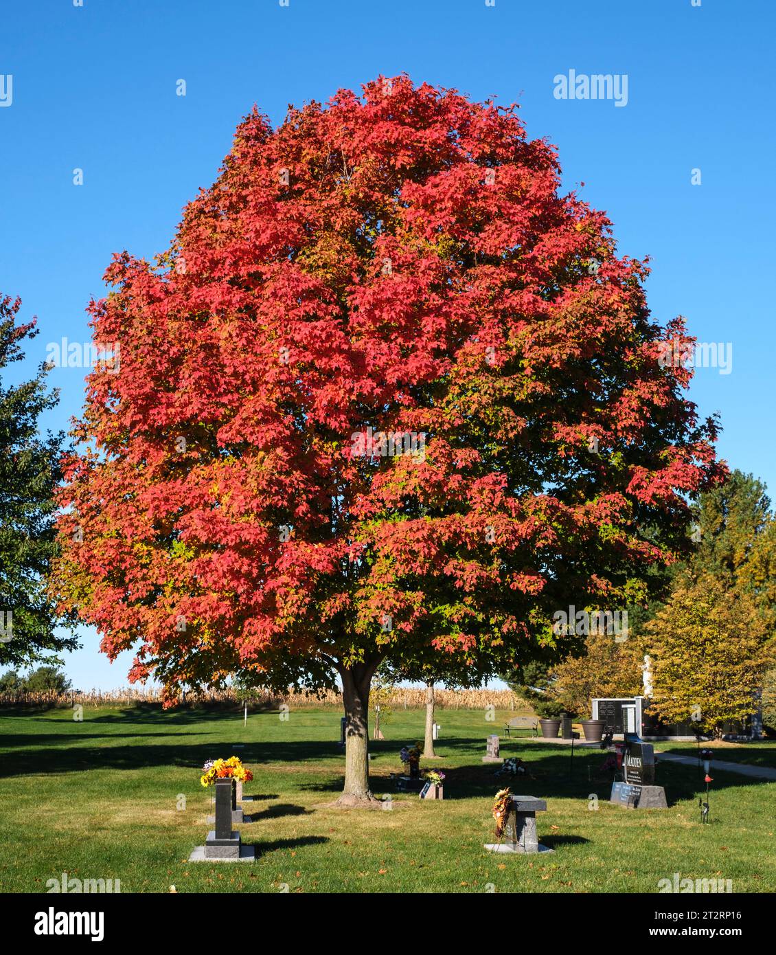 Roter Ahorn im Herbstlaub auf einem amerikanischen katholischen Friedhof, St. Ann Church, Long Grove, Iowa, USA. Stockfoto