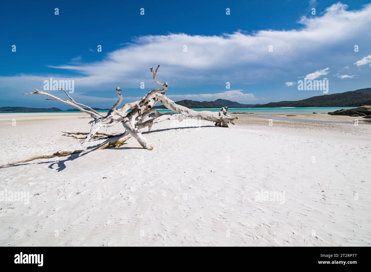 Baum am Whitehaven Beach Stockfoto