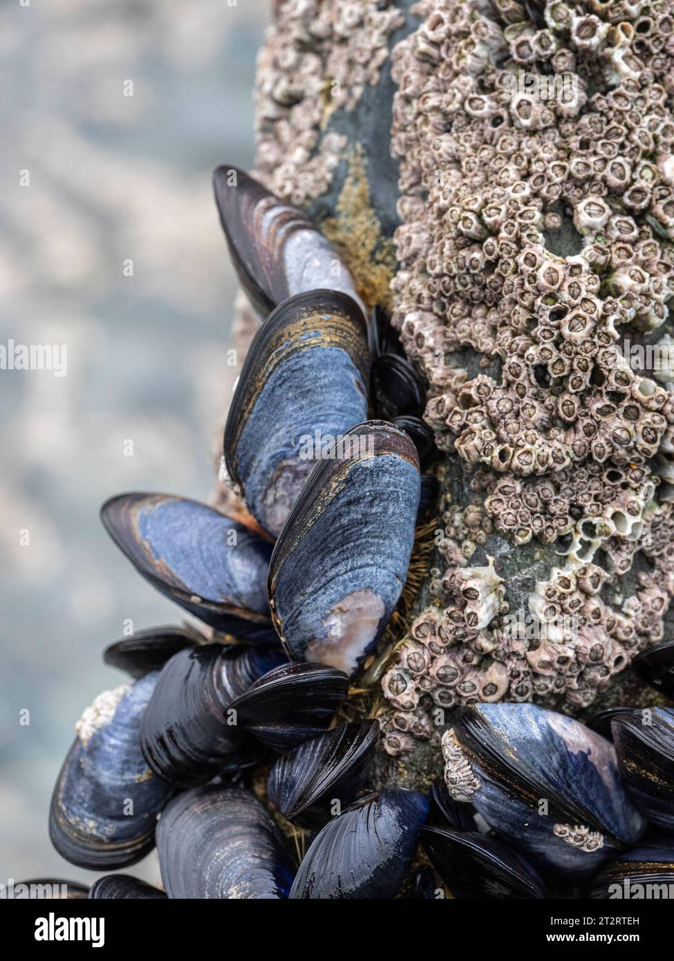 Muschelmuscheln, die an Felsen befestigt sind Stockfoto