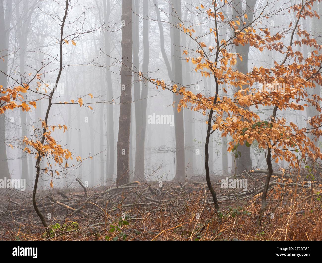 Nebelwald mit verbleibenden Buchenblättern Stockfoto