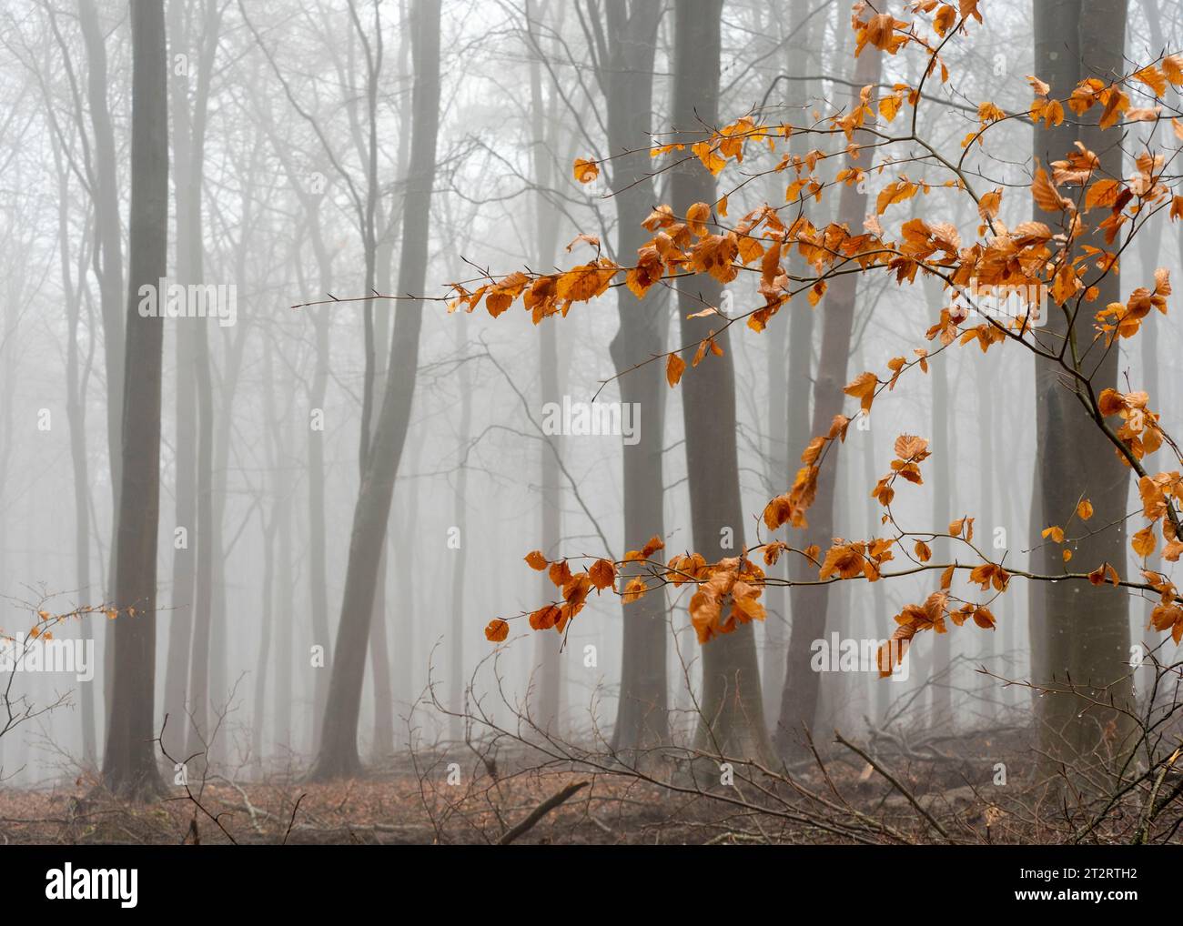 Nebelwald mit verbleibenden Buchenblättern Stockfoto