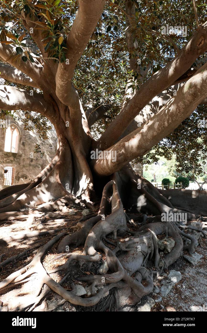 Monumentaler Ficus-Baum, Sizilien, Italien Stockfoto