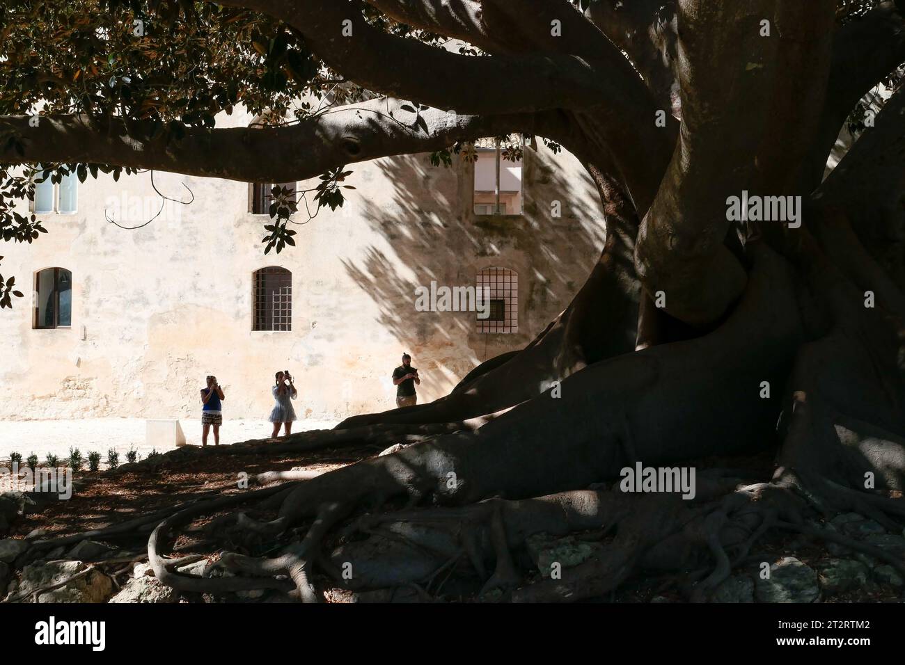 Castello di Donnafugata Garten, Monumental Ficus Baum, Sizilien Stockfoto