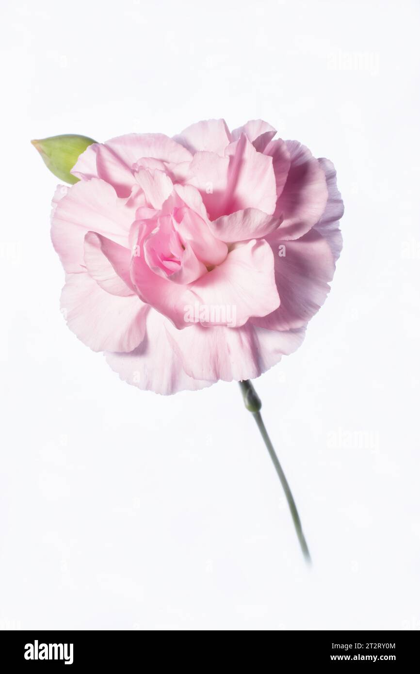 Eine schöne zarte, hellrosa Nelkenblume mit einem hohen weißen Hintergrund Stockfoto