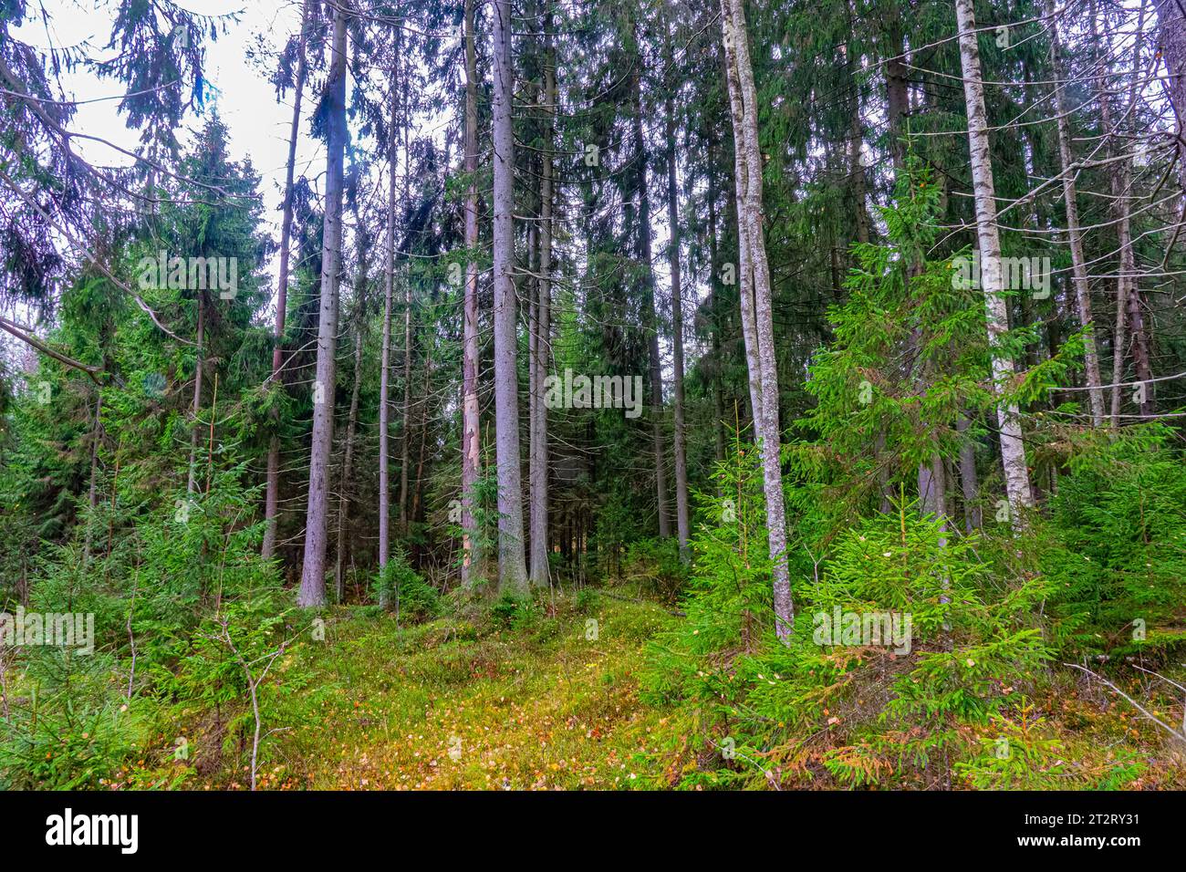 Forstwissenschaft, Sylvikultur. Der Atelong-Holzbestand der europäischen Fichte (Picea excelsa, P. abies) in den borealen Wäldern Nordosteuropas. Woodside Stockfoto