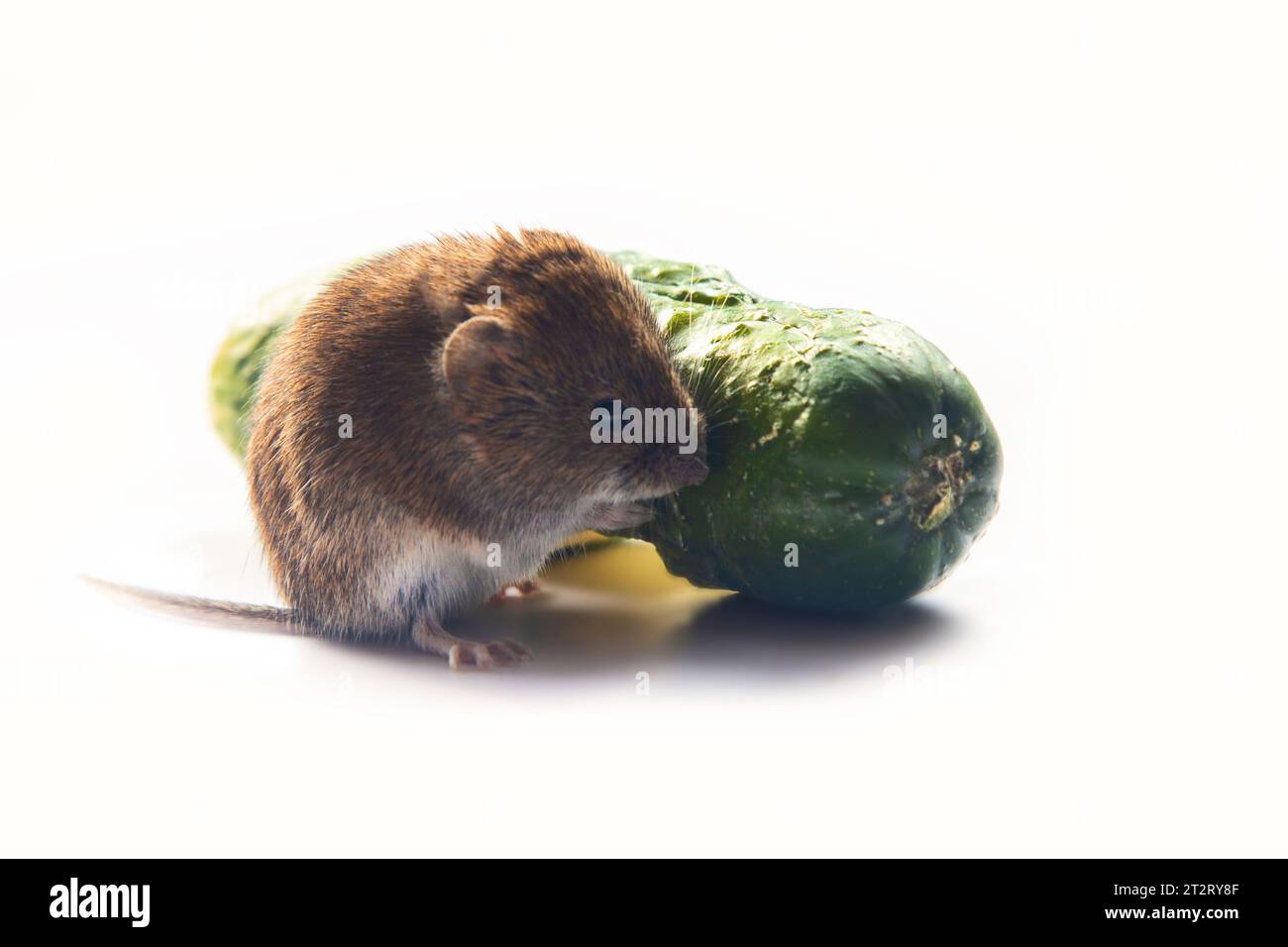 Mäuse schädigen Gemüse in Gemüselagern schwer. Rotrücken Vole isst Gurke auf weißem Hintergrund Stockfoto