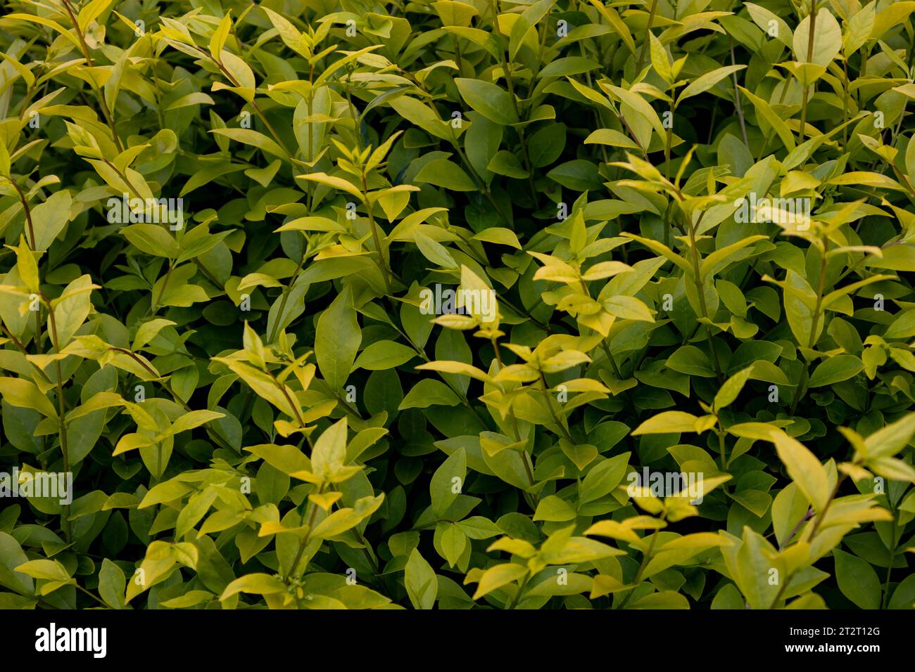 Hintergrund aus den Blättern der Goldenen Privetäste im Frühjahr Stockfoto