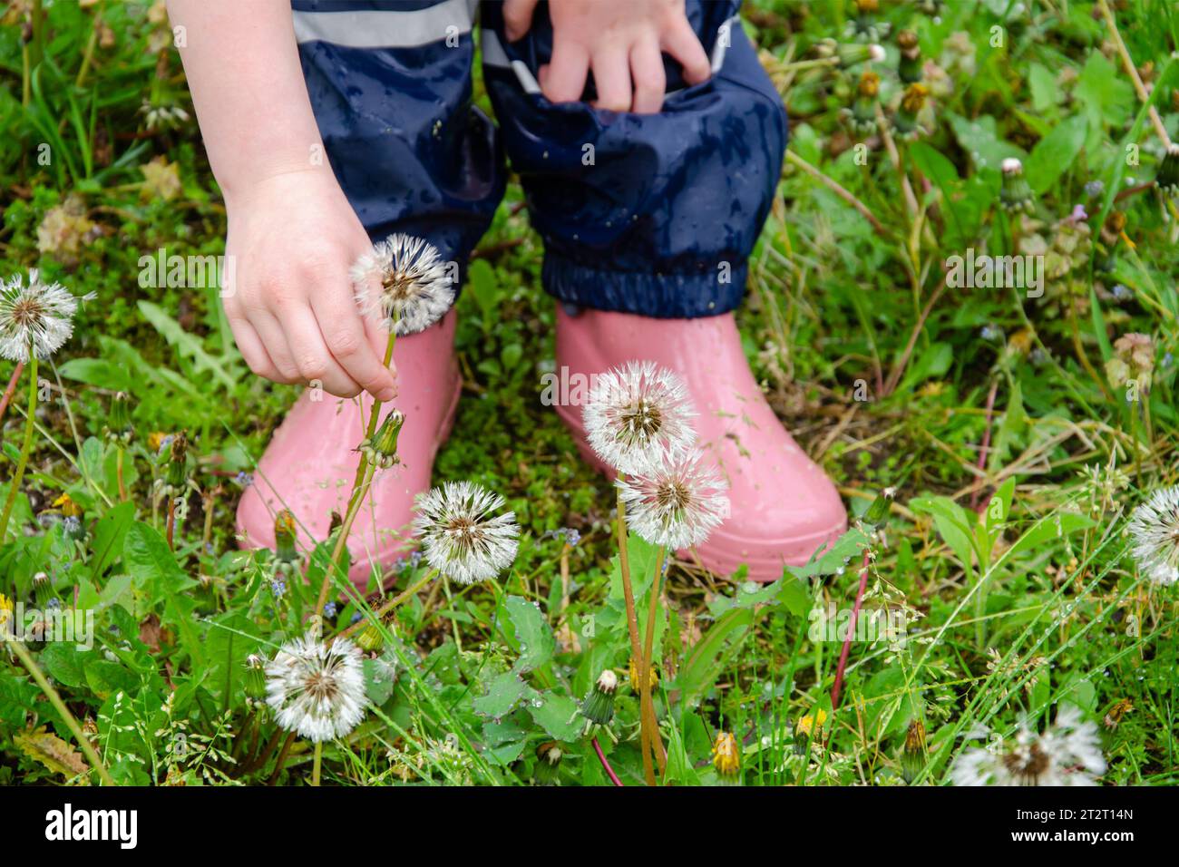 Füße eines Kindes in rosa Gummistiefeln unter Reifen Löwenzahn. Das Mädchen trägt Gummistiefel und schlammige Hosen. Stockfoto
