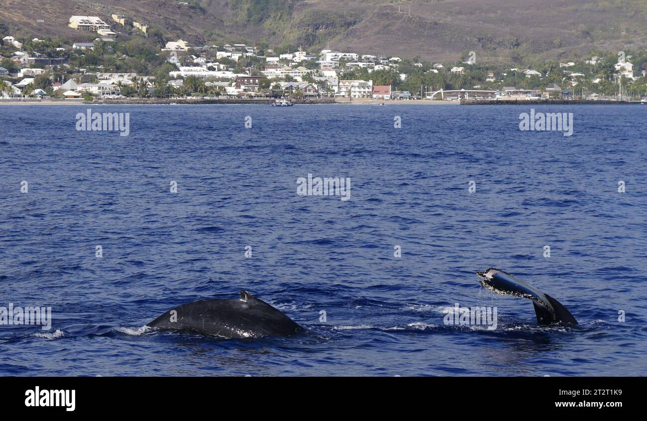 Buckelwale (megaptera novaeangliae) im Indischen Ozean in der Nähe von Saint Gilles, Réunion, gesehen von einer Walbeobachtungstour auf einem Boot im september 2023 Stockfoto