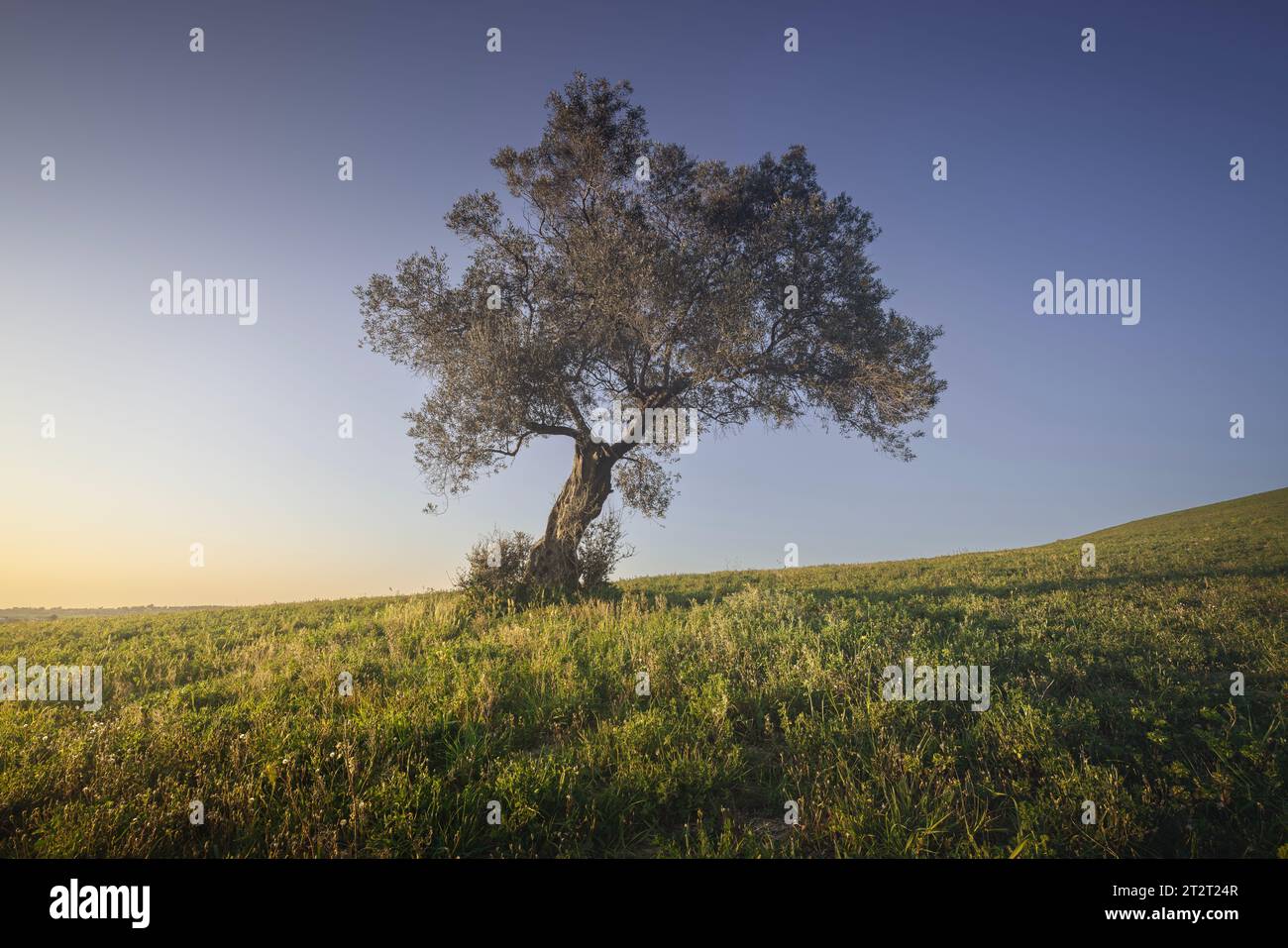 Ein Olivenbaum auf einem Feld und ein klarer Himmel bei Sonnenuntergang. Maremma Landschaft Bibbona, Toskana Region, Italien, Europa. Stockfoto