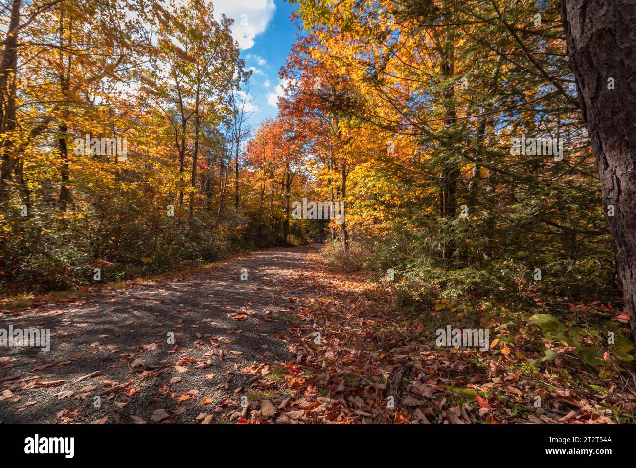 Minnewaska State Park Preserve in Kerhonkson NY mit brillantem Herbstlaub an der Hamilton Point Carriage Road Stockfoto
