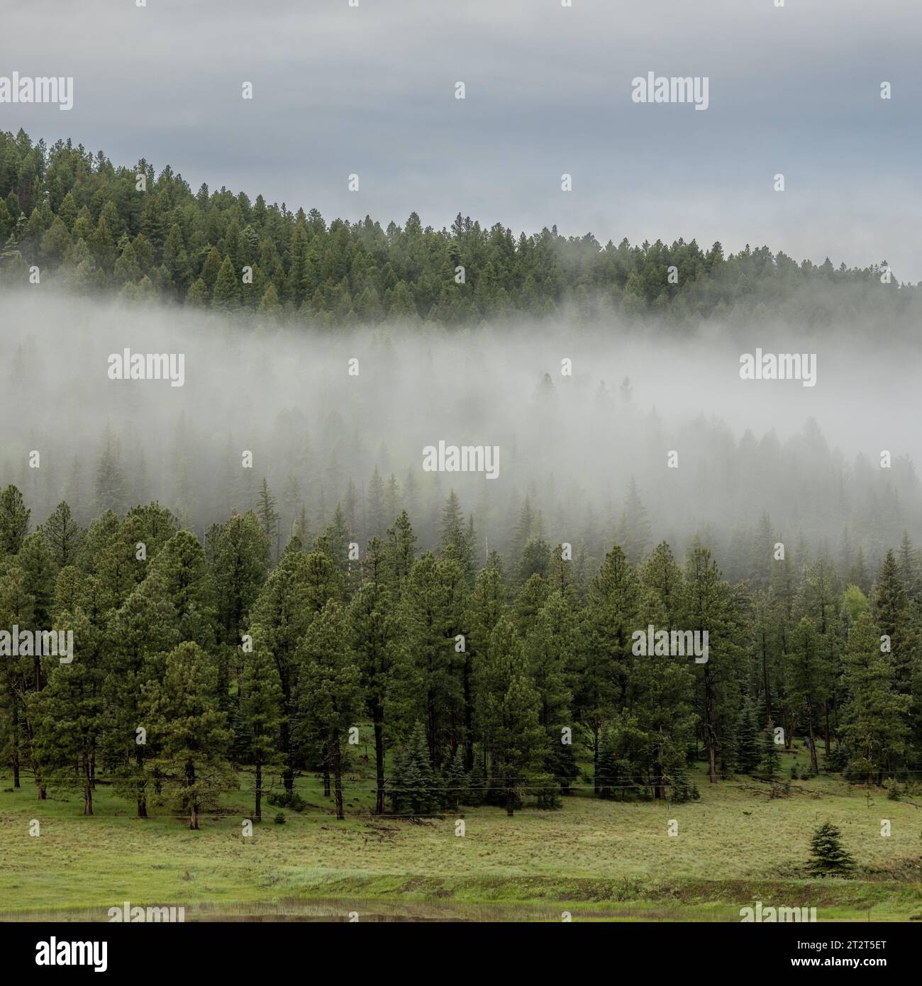 Nebel- und Kiefernschichten in New Mexico im Santa Fe National Forest Stockfoto