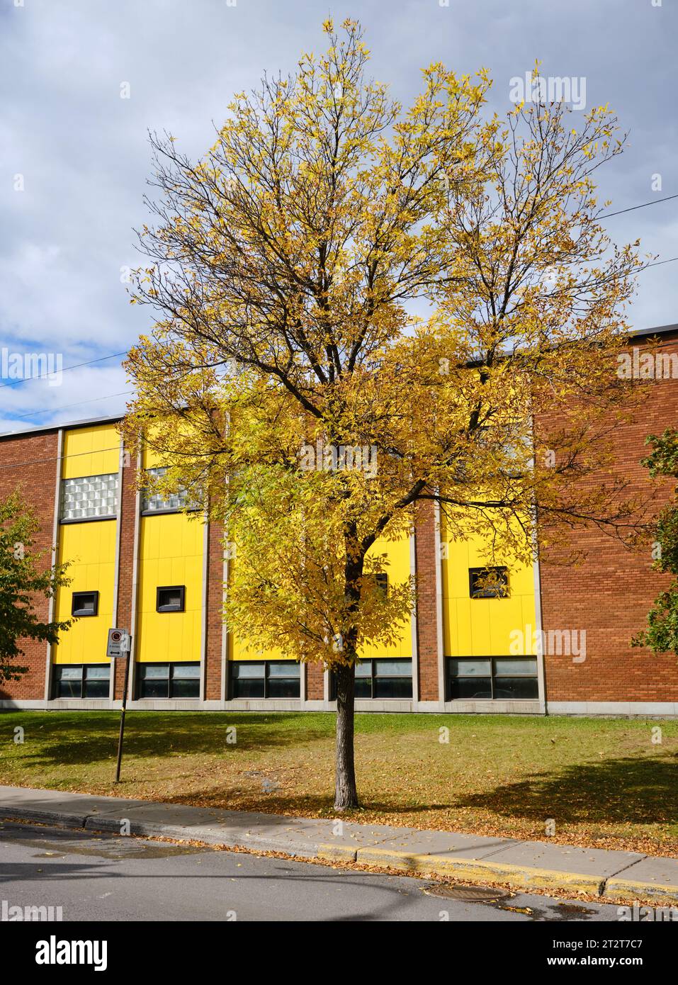 Gelbblättriger Herbstbaum vor gelben Architekturtafeln an einem Schulgebäude in Montrea Stockfoto
