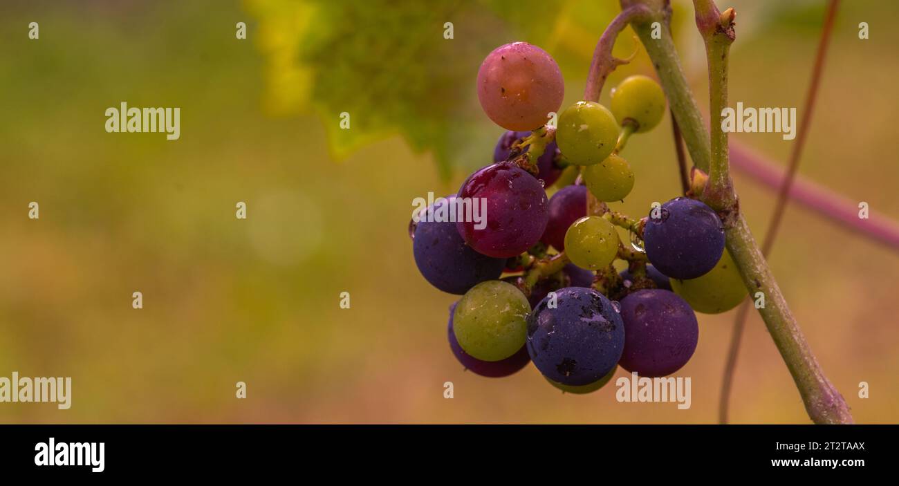 Bunte Rosinen in einem Weinberg Stockfoto