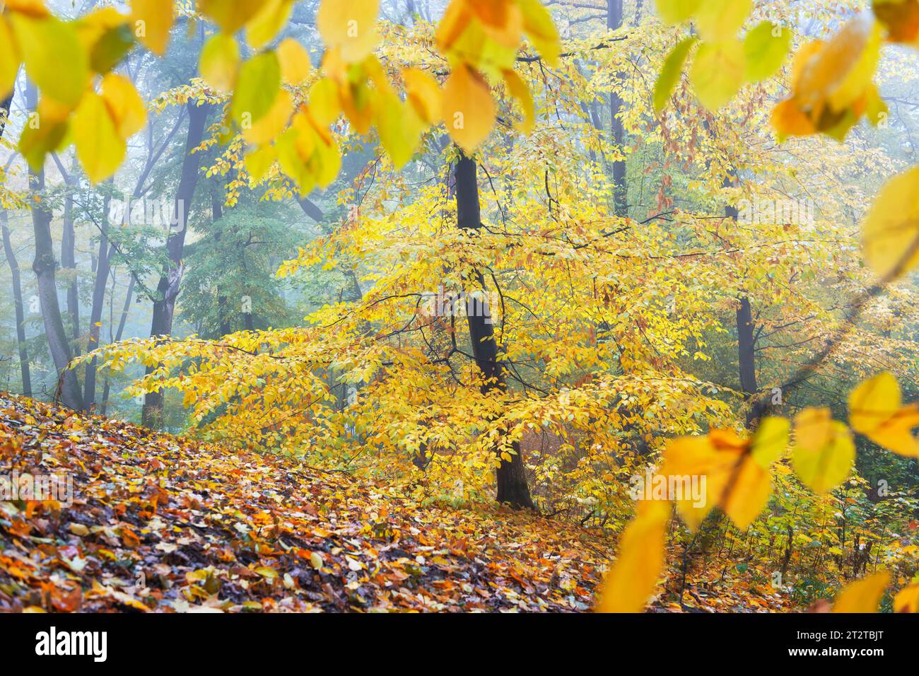 Wunderschöne Herbstszene in einem nebeligen Wald Stockfoto