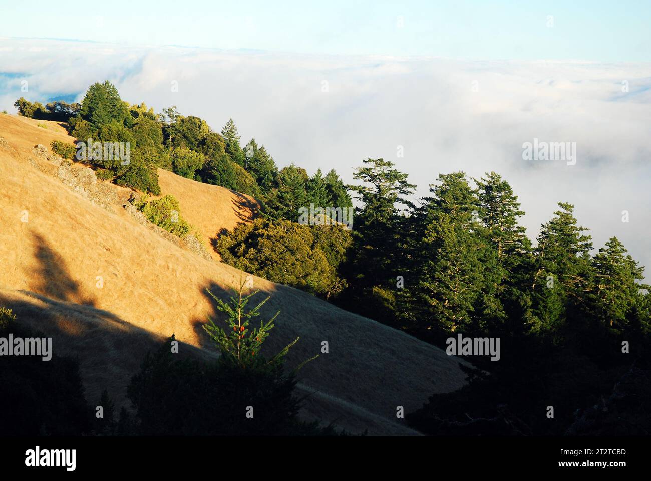 Ein bewaldeter Hügel steht über dem Nebel und den Wolken am Mt Tamalpais Park in der San Francisco Bay Area Stockfoto
