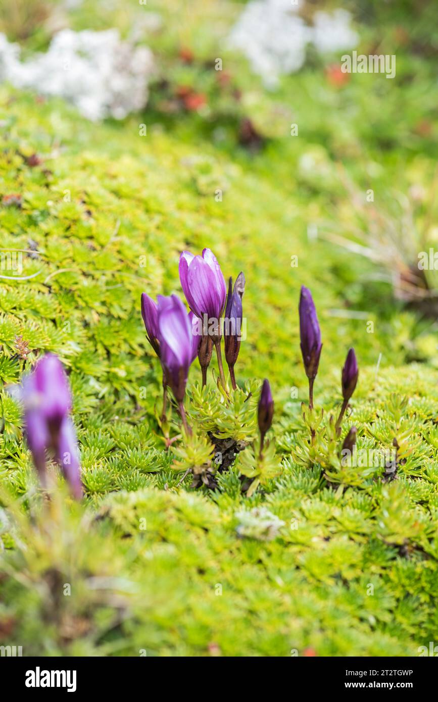 Gentiana cerastioides Fotos und Bildmaterial in hoher Auflösung Alamy