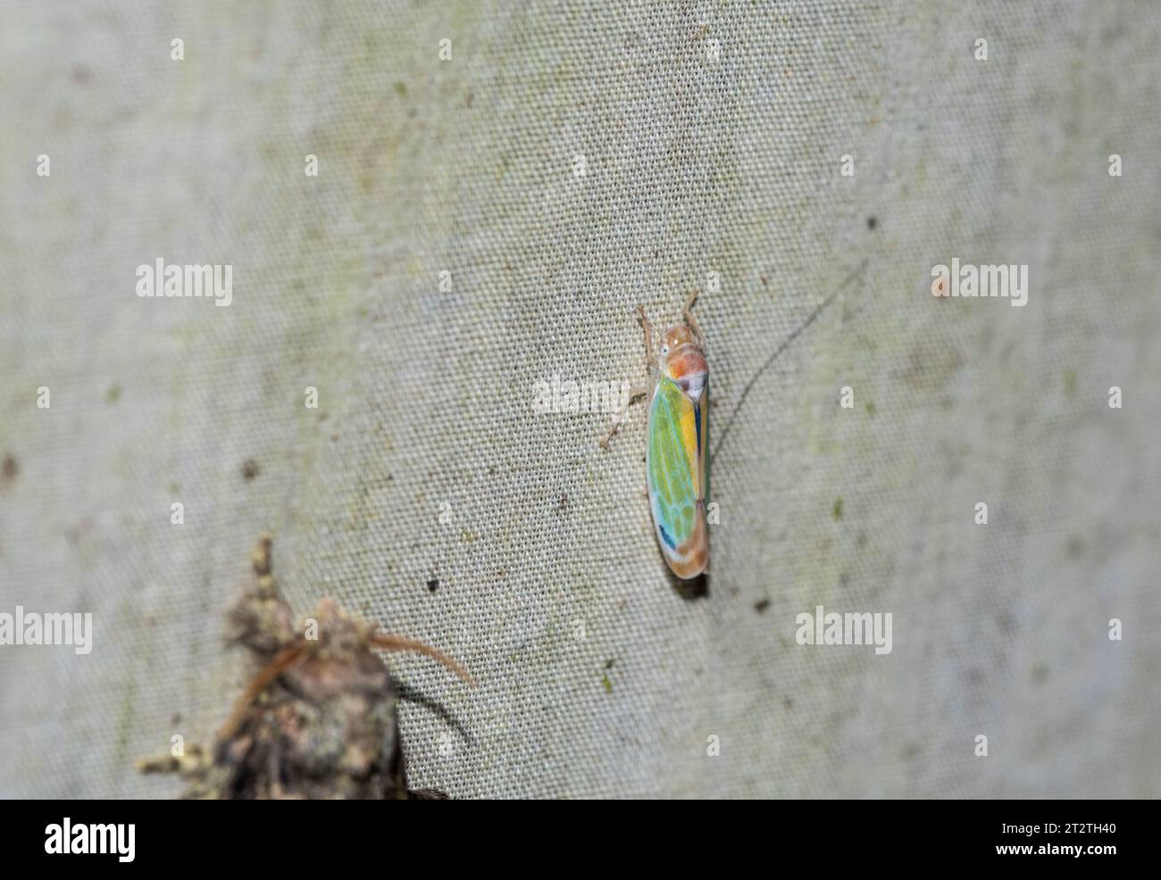 Ein farbenfroher Blattrichter, Onega sp., auf einer Mottenfalle in der Wild Sumaco Lodge, Ecuador Stockfoto