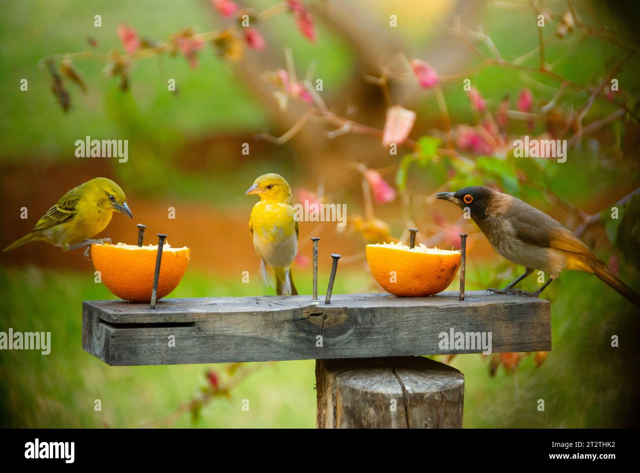 Drei kleine Vögel genießen das Frühstück mit Früchten auf einem Vogeltisch in Südafrika Stockfoto
