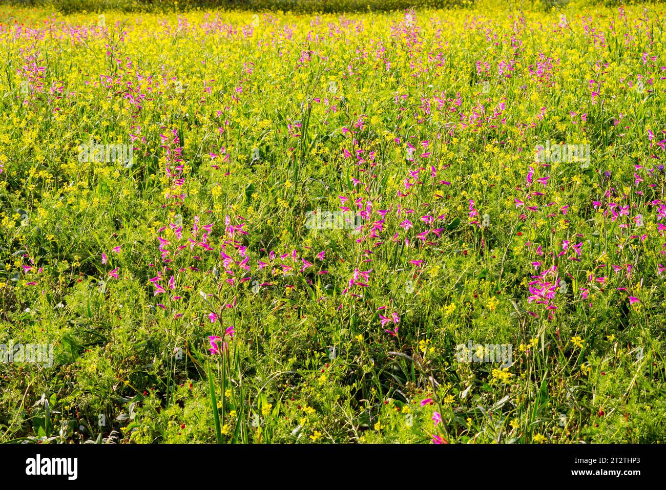 Val D'Orcia, Toskana, Italien, Europa UNESCO-Weltkulturerbe Stockfoto