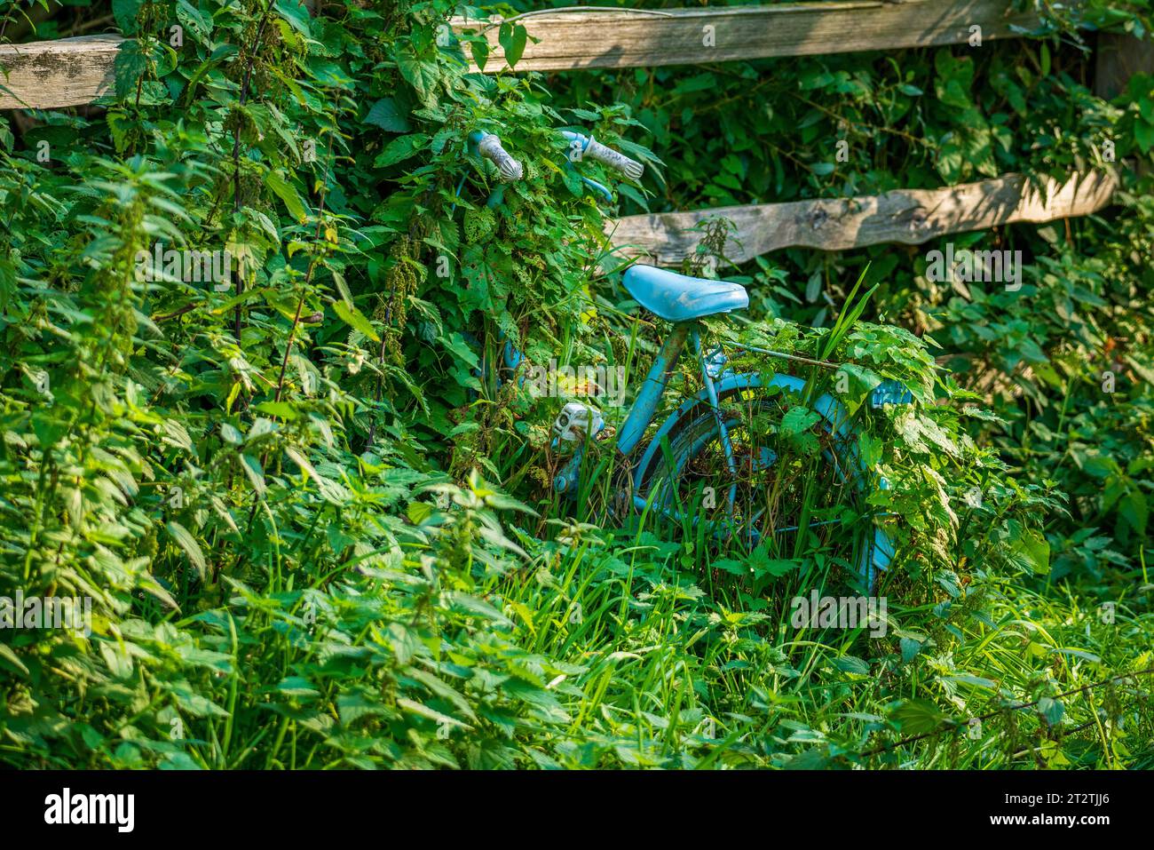 Altes türkisfarbenes Fahrrad im Unkraut. Stockfoto