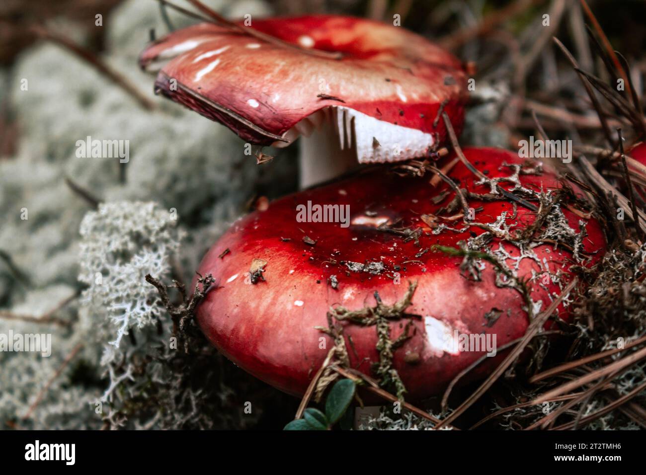 Russula-Pilz im Herbstwald, umgeben von weißem Moos und trockenen Kiefernnadeln. Speisepilze mit rotem Deckel. Wilde Erntezeit Stockfoto