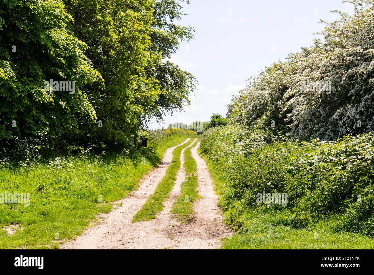 Peddars Way, Römerstraße und Fernwanderweg in der Nähe von Anmer in Norfolk. Stockfoto