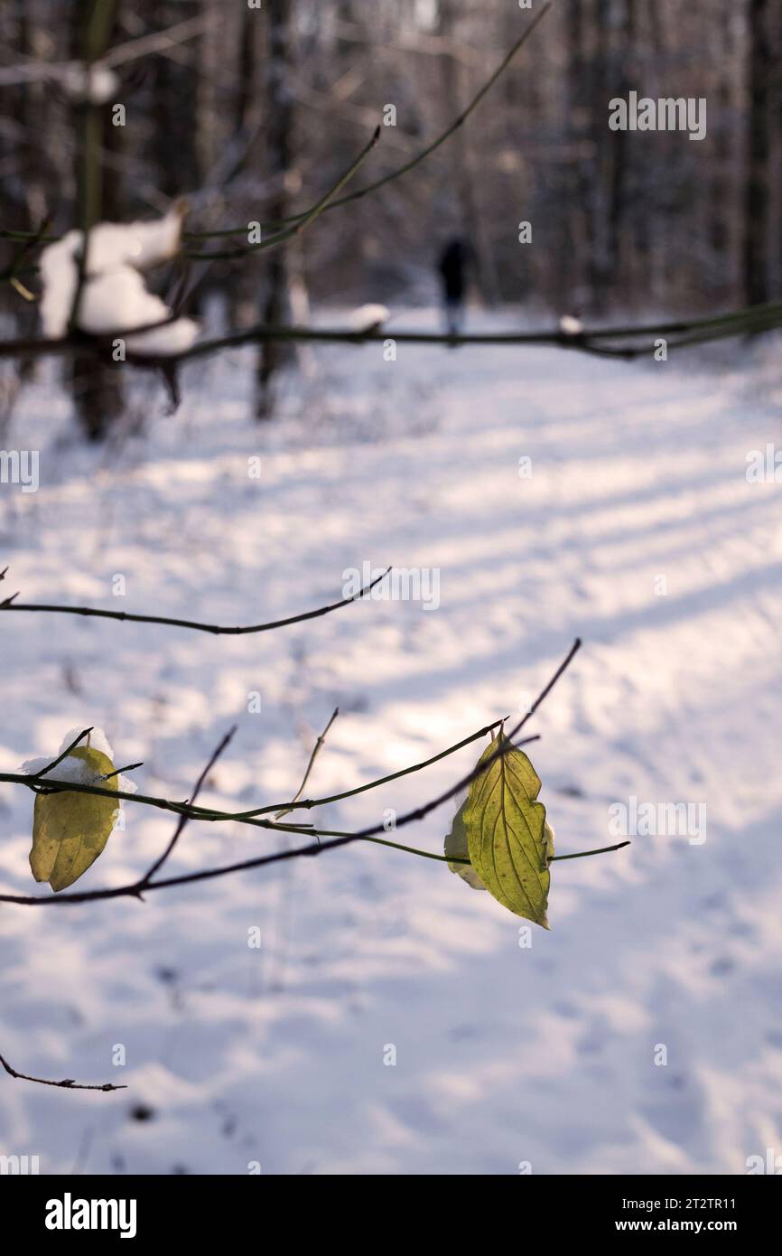 Gelbe Blätter im Stadtpark nach dem ersten Schneefall, Winterlandschaft, November Stockfoto