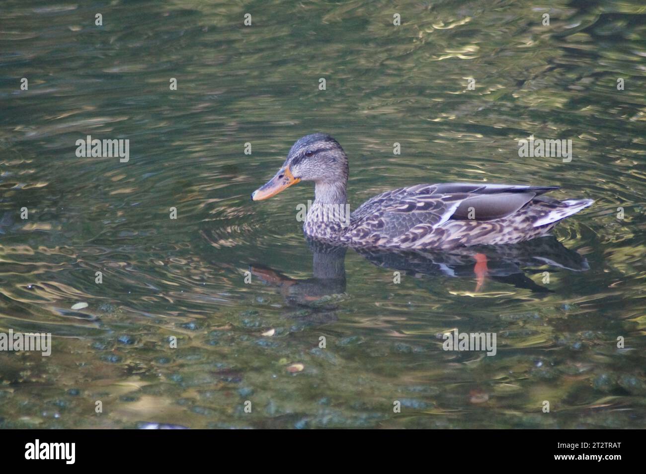 Eine Stockente schwimmt in einem Teich Stockfoto