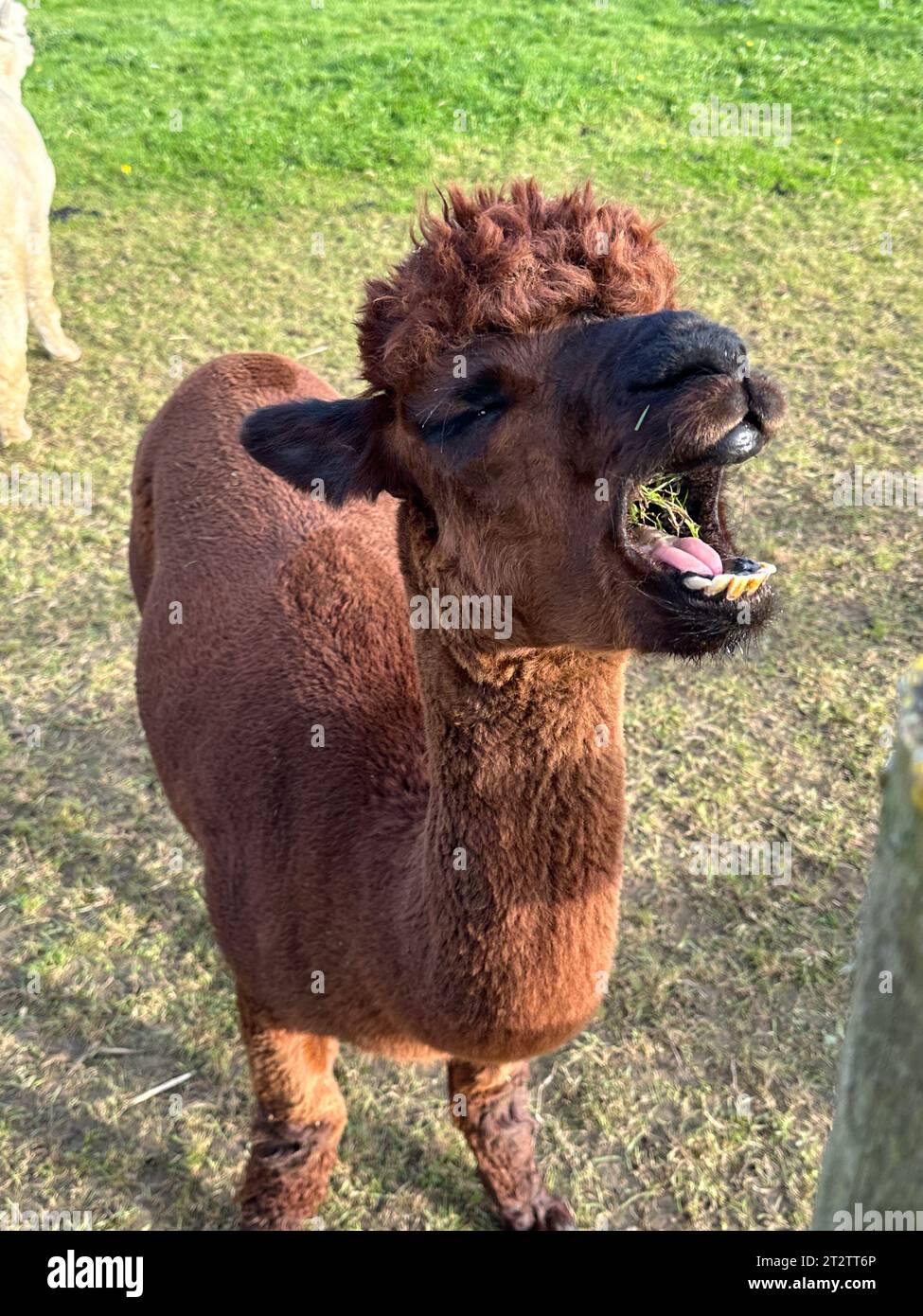 Niedliches braunes Huacaya Alpaca, domestiziertes Tier, lama Pacos Stockfoto