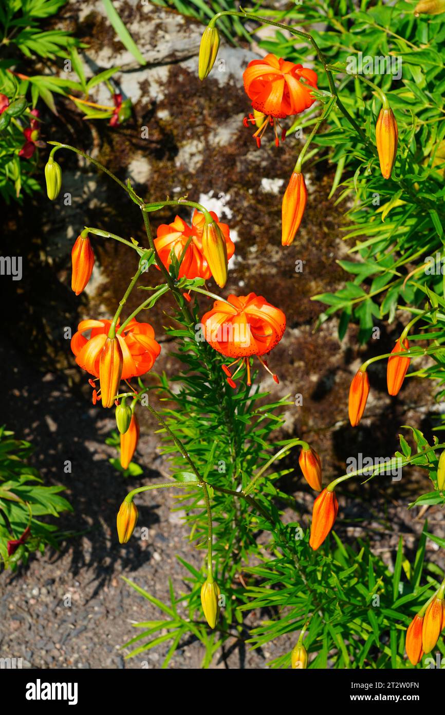 Blick auf eine schwarz-orange Turk's Cap Lily (Lilium superbum) mit reflektierten Blütenblättern auf dem Kopf Stockfoto