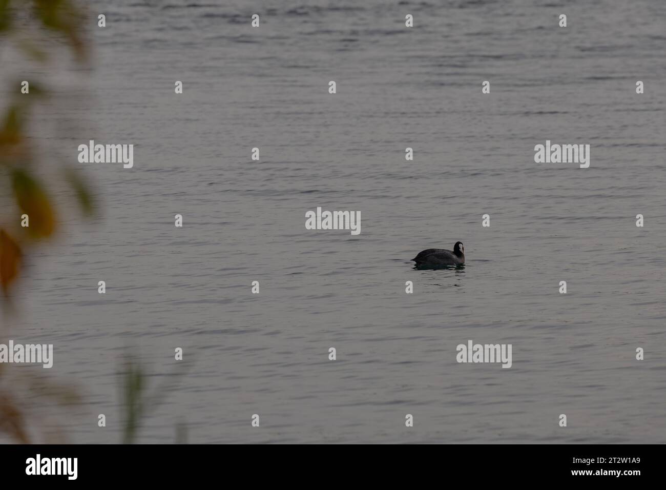 Schwarzer Kot schwimmt in Alake hinter Pflanzen Stockfoto