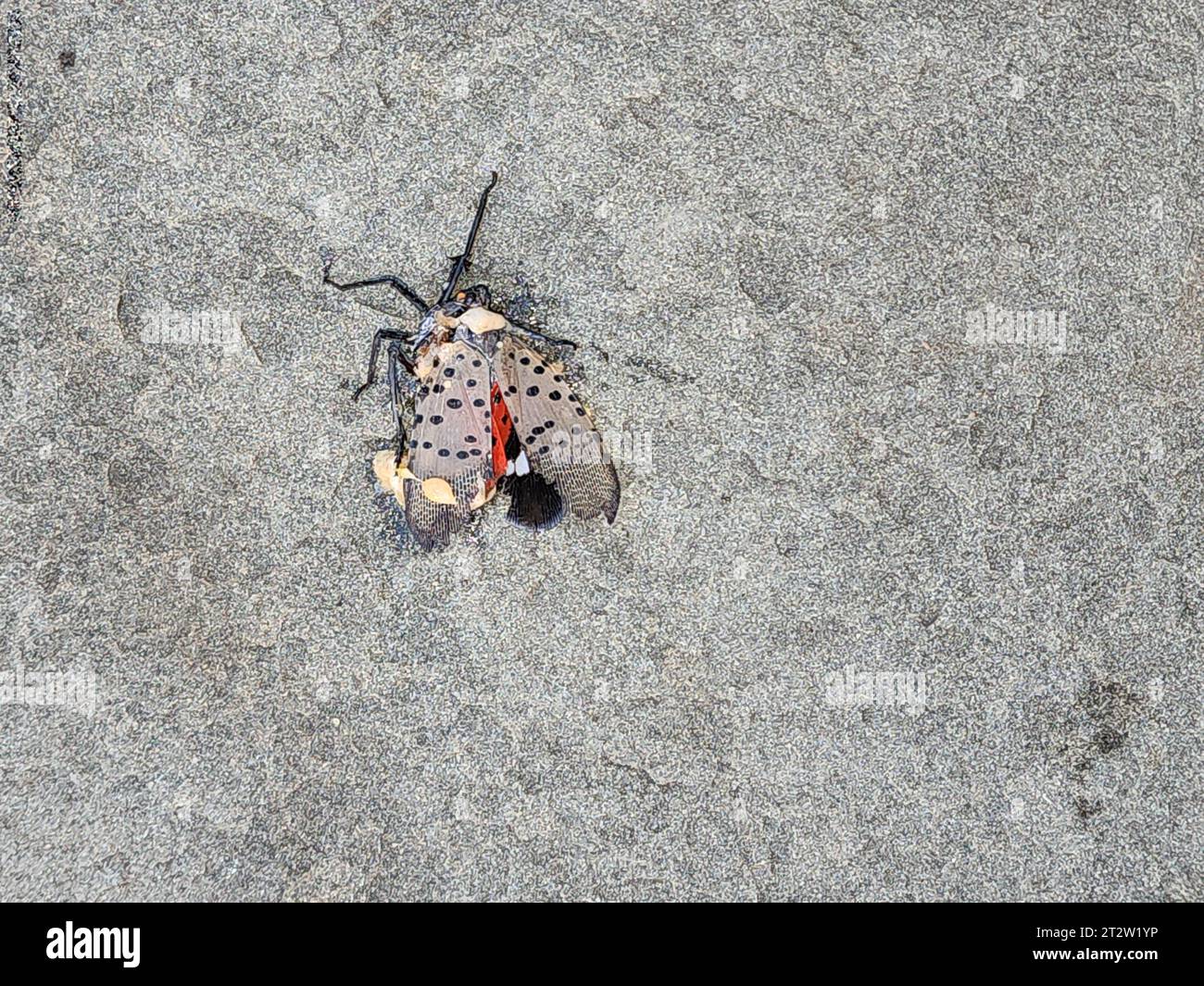 Invasive gepunktete Laterne (Lycorma delicatula) Stockfoto