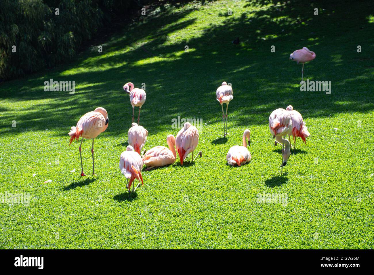 Flamingos auf dem grünen Gras im Park tagsüber, Teneriffa, Kanarische Inseln, Spanien Stockfoto