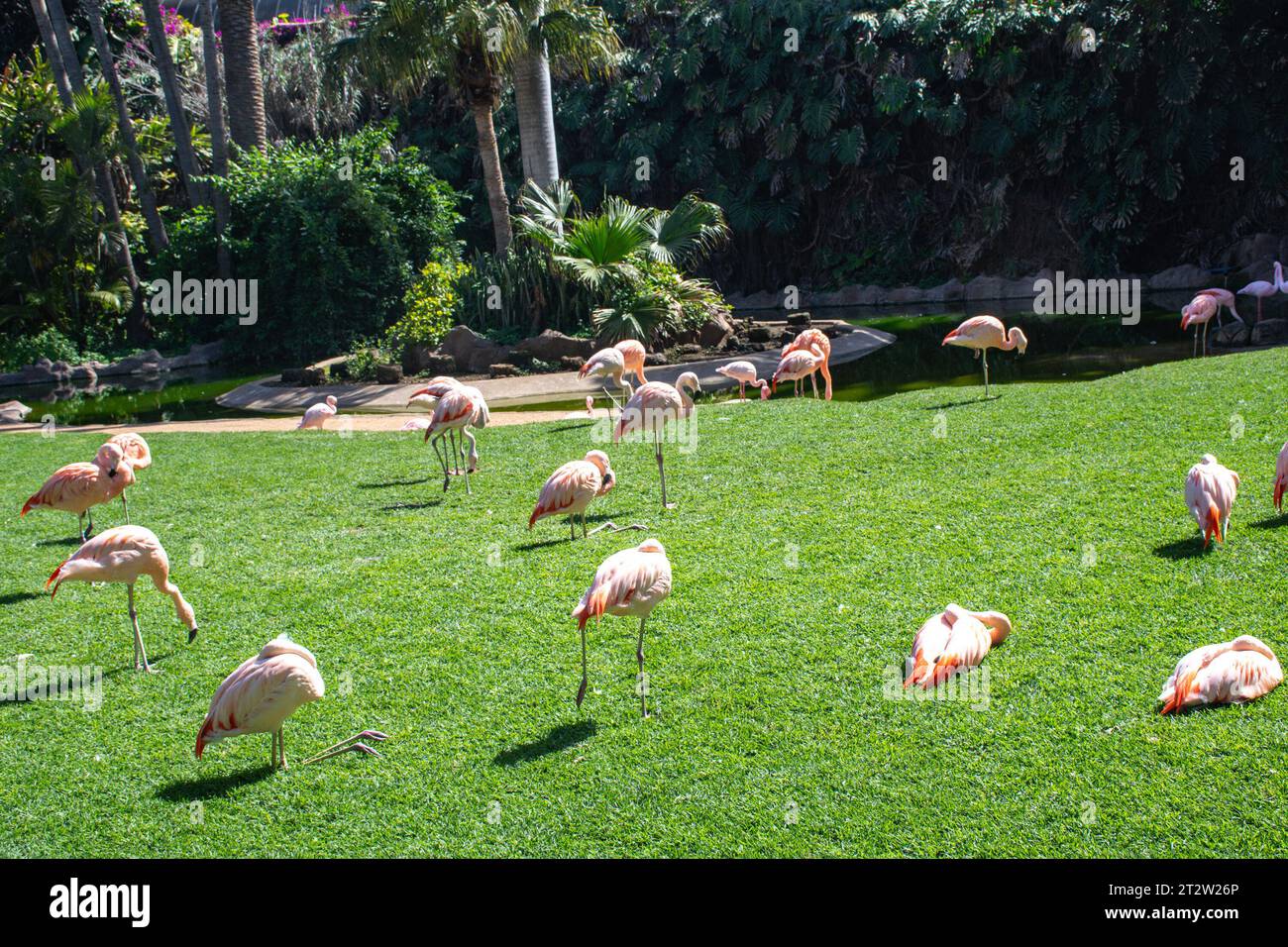 Flamingos auf dem grünen Gras im Park tagsüber, Teneriffa, Kanarische Inseln, Spanien Stockfoto