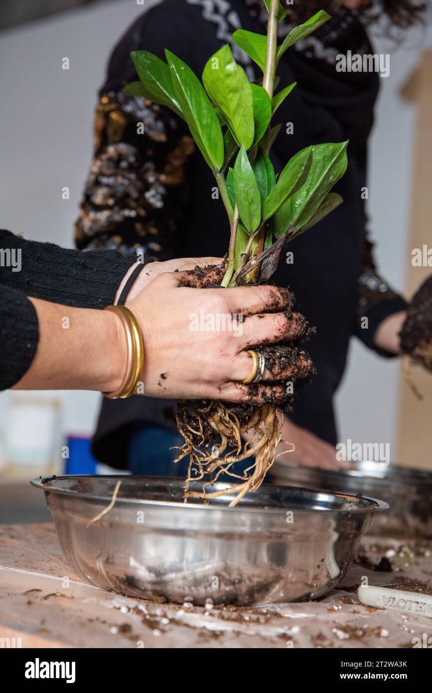 In diesem eindrucksvollen Bild wiegt eine Frau sanft eine Pflanze mit exponierten Wurzeln und offenbart eine direkte Verbindung zur Natur. Die freigelegten Wurzeln sind ein Testament Stockfoto