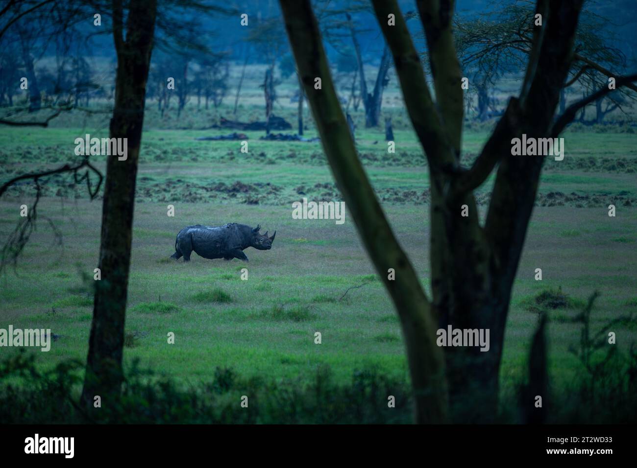 Ein schwarzes Nashorn, das mit schwarzem Schlamm verschmiert ist, spaziert an einem regnerischen Abend durch die malerischen Graslandschaften des Lake Nakuru National Park, Kenia Stockfoto