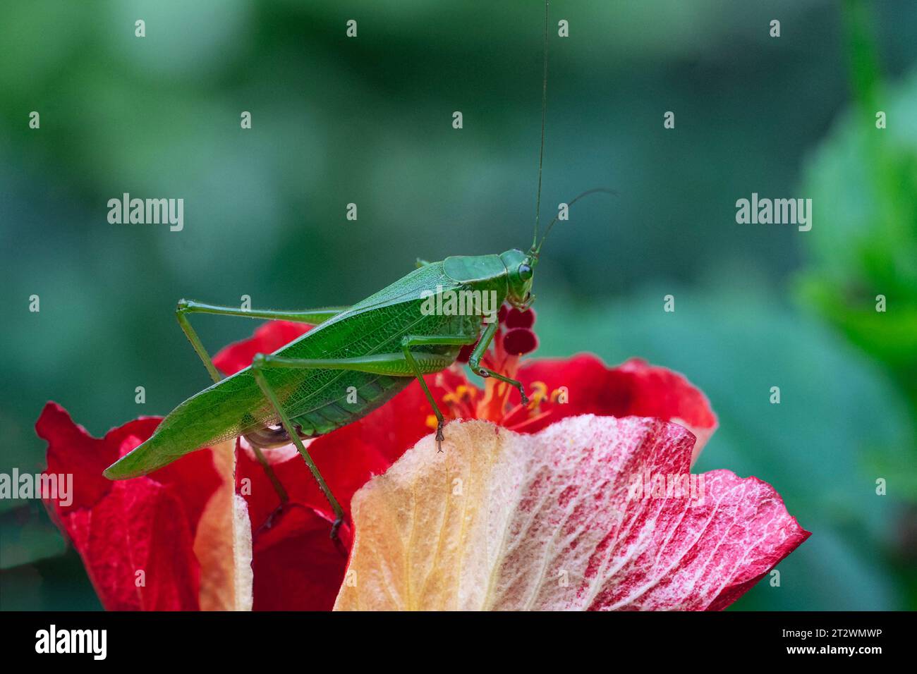 Ein großer grüner Heuschrecken sitzt auf einer großen roten Blume Stockfoto