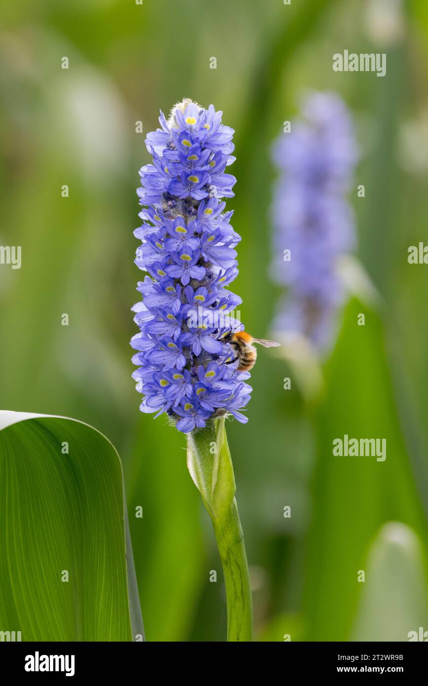 Gemeine Karderbiene (Bombus pascuorum) auf Pickerelkraut (Pontederia cordata) Stockfoto