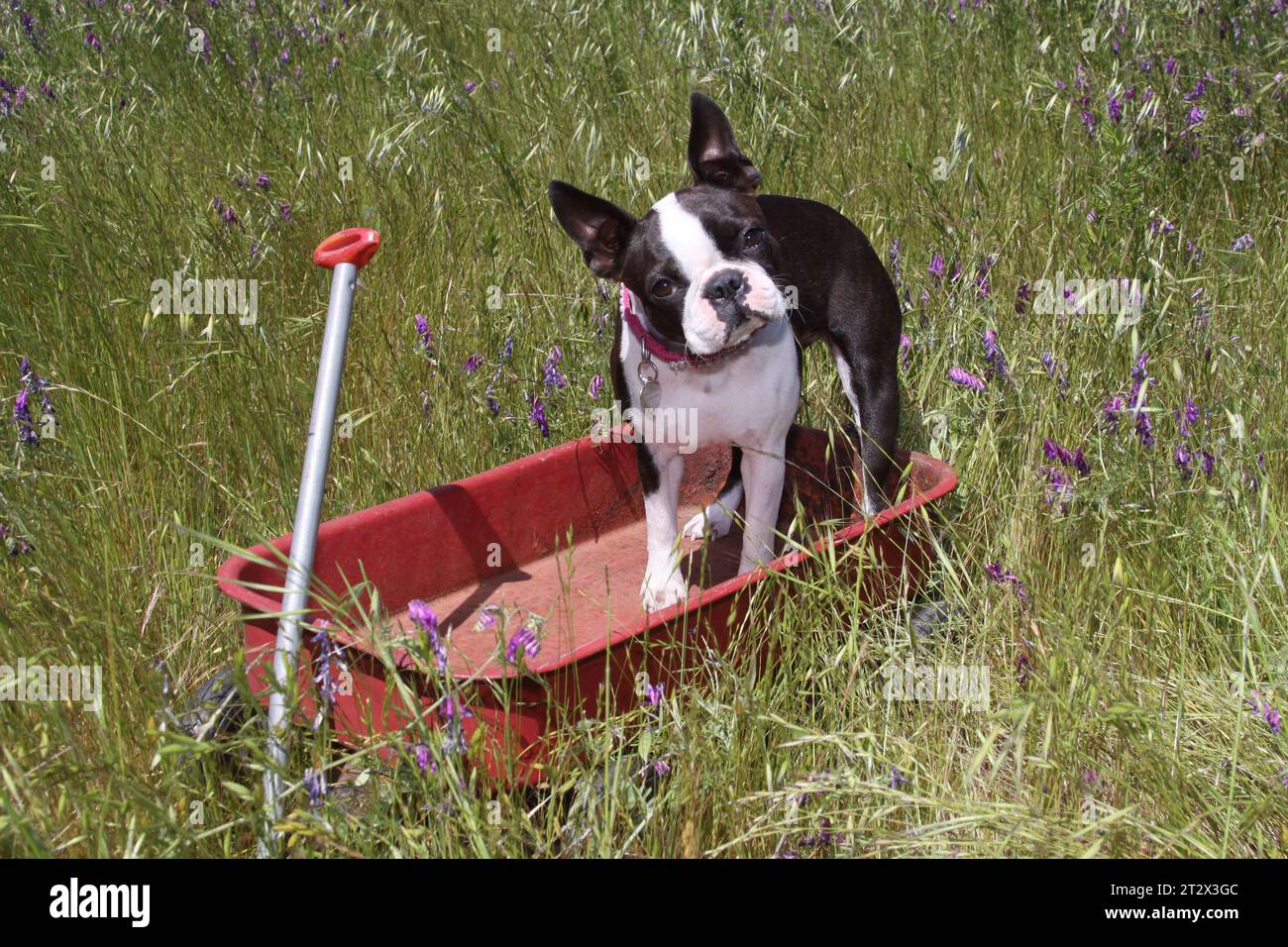 Boston Terrier steht in einem roten Wagen auf einem grünen Feld Stockfoto